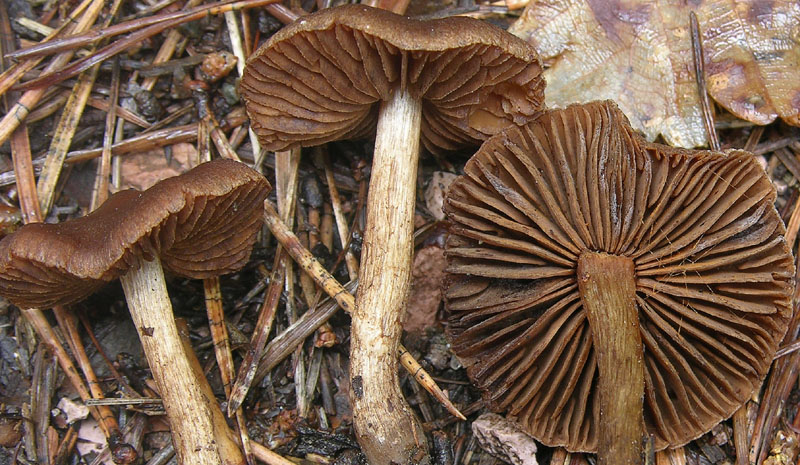 Cortinarius acutus (da confermare)